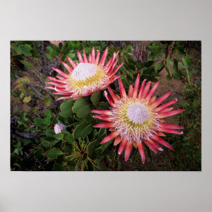 Affiche Protéa géant (Protea Cynaroides), Helderberg