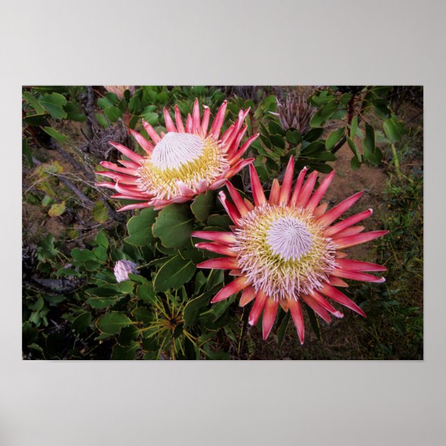 Affiche Protéa géant (Protea Cynaroides), Helderberg (Devant)