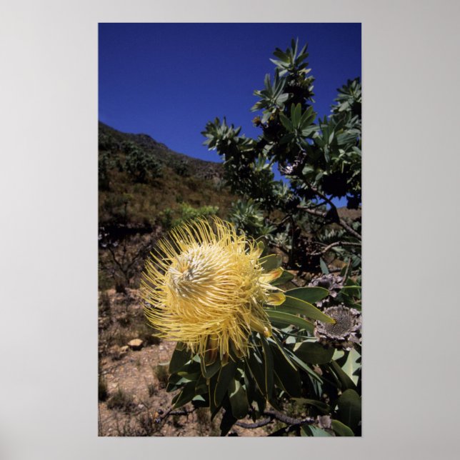Affiche Protéa Waboom (Protea Nitidia), Langeberg (Devant)