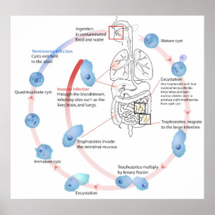 Affiche Protozoaire parasite Entamoeba Histolytica Diagram