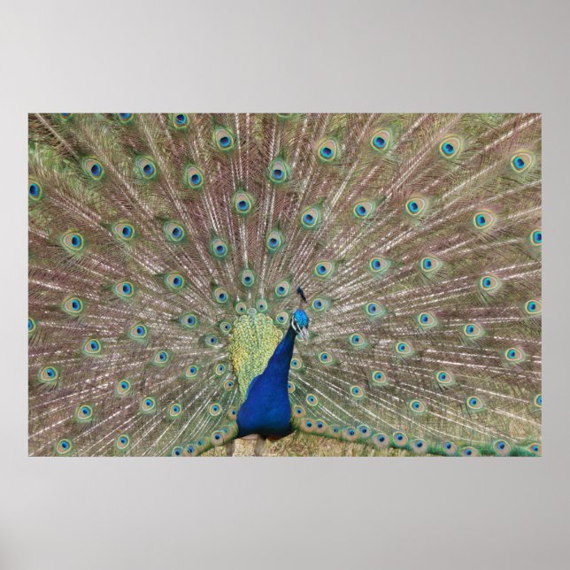 Affiche Prouve Peacock (Devant)