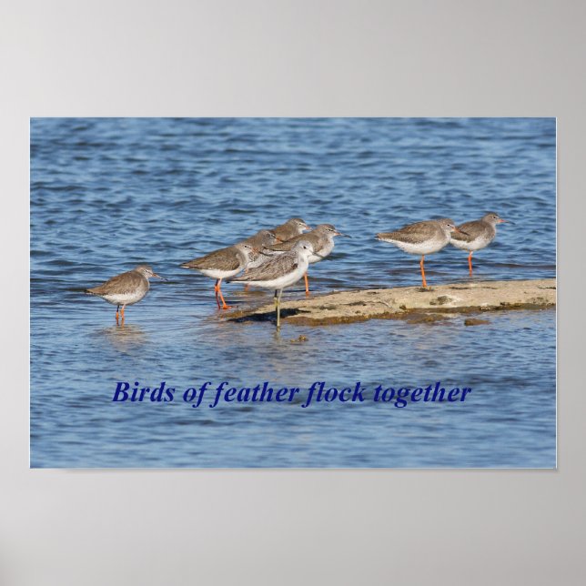 Affiche Proverbe anglais Bird (Devant)