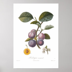 Affiche Prune, normand de Perdrigon