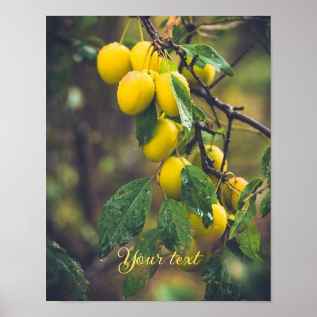 Affiche Prunes jaunes après la pluie (Devant)