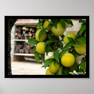 Affiche Prunes jaunes Bois rustique