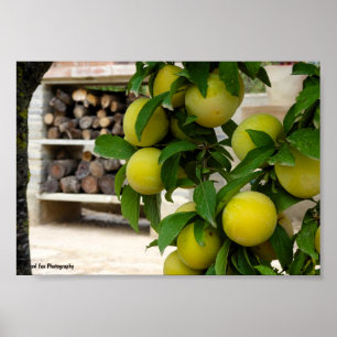 Affiche Prunes jaunes Bois rustique
