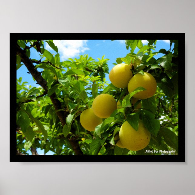 Affiche Prunes jaunes ciel bleu (Devant)