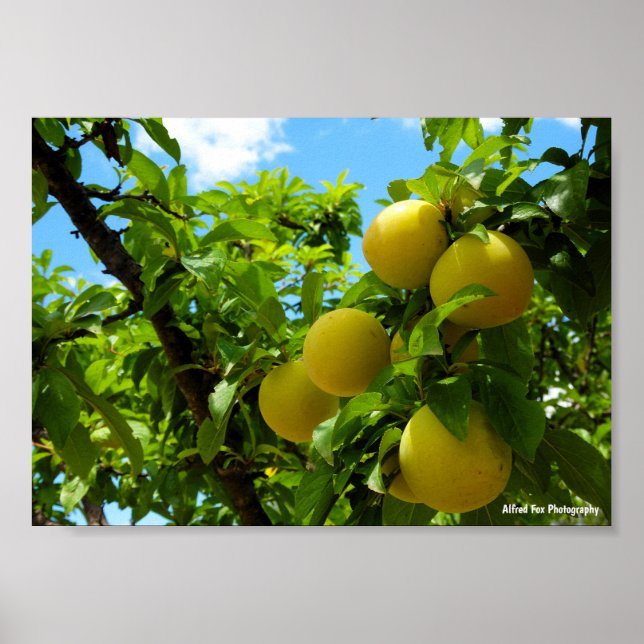 Affiche Prunes jaunes ciel bleu (Devant)