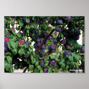 Affiche Prunes violettes nichées parmi les feuilles