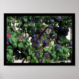 Affiche Prunes violettes nichées parmi les feuilles