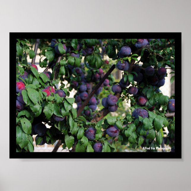 Affiche Prunes violettes nichées parmi les feuilles (Devant)