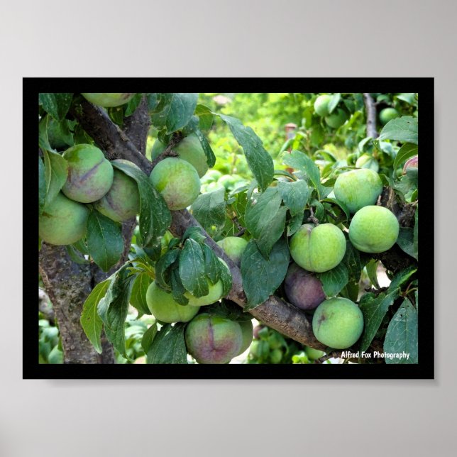Affiche Prunes Violettes Non Mûres (Devant)