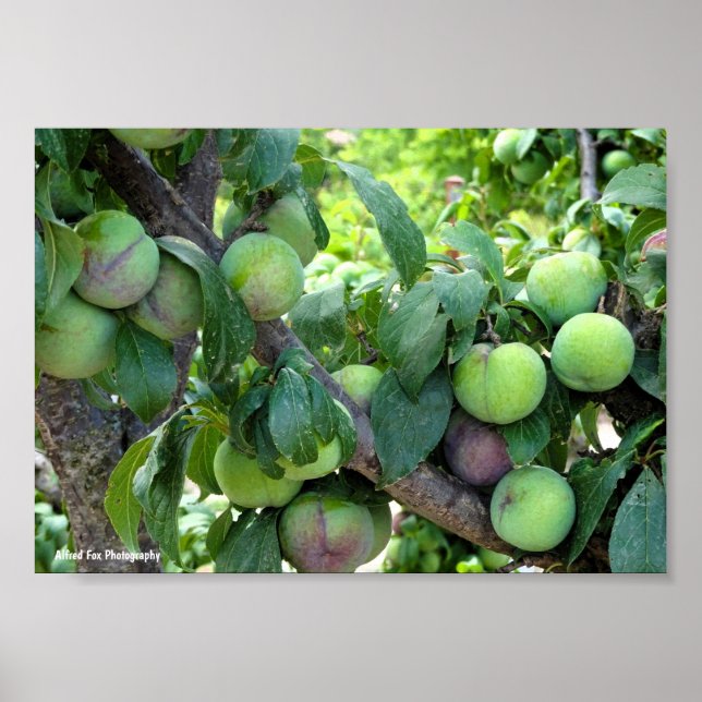 Affiche Prunes Violettes Non Mûres (Devant)