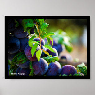 Affiche Prunes violettes sur l'arbre