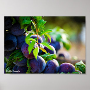 Affiche Prunes violettes sur l'arbre