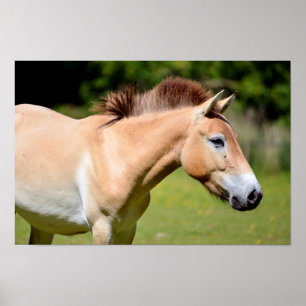 Affiche Przewalski