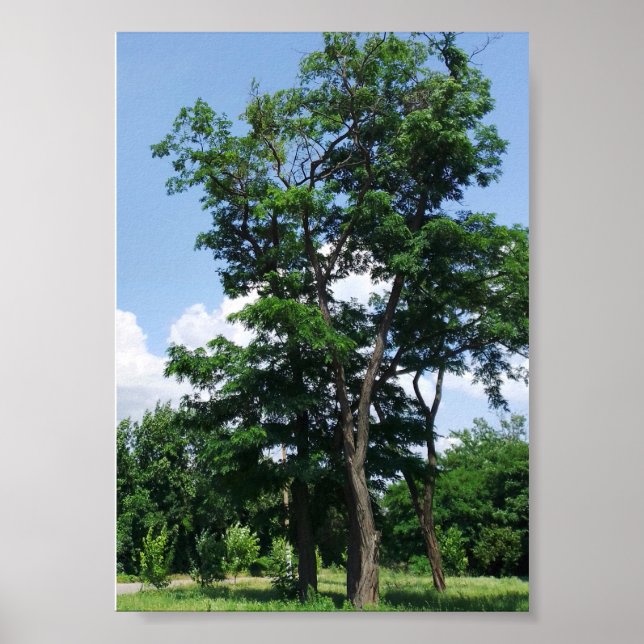 Affiche Pseudo acacia robinique solitaire sous le ciel ble (Devant)