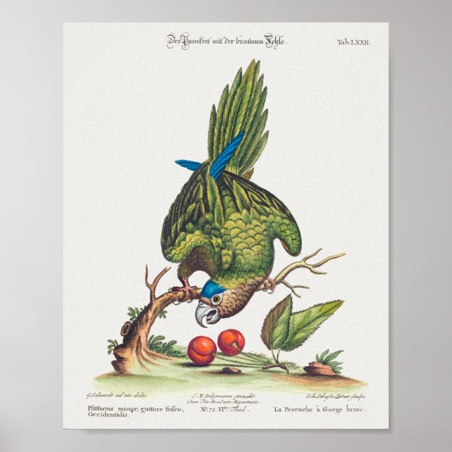 Affiche Psittacus minor gutture fusco, occidentalis  1749 (Devant)