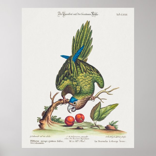 Affiche Psittacus minor gutture fusco, occidentalis  1749 (Devant)