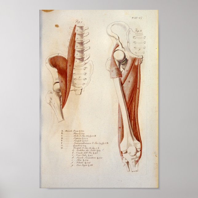 Affiche Psoas Lumbar Anatomie des muscles de la colonne ve (Devant)