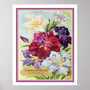 Affiche Publicité vintage de semences Iris japonais 16x20