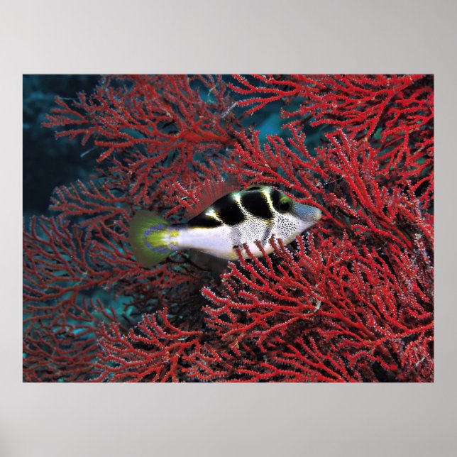 Affiche Puffer à Sharpnose dans le corail (Devant)