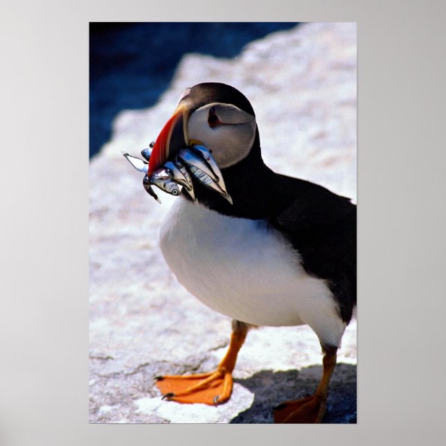 Affiche Puffin (Devant)