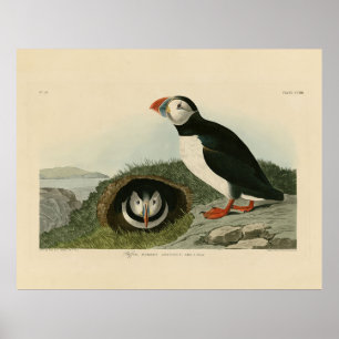 Affiche Puffin atlantique des oiseaux d'Amérique d'Audubon