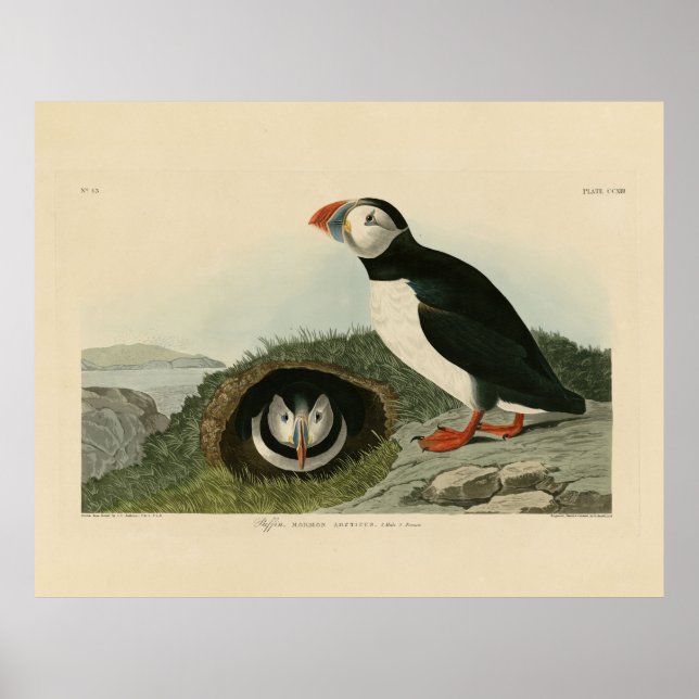 Affiche Puffin atlantique des oiseaux d'Amérique d'Audubon (Devant)