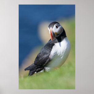 Affiche Puffin Atlantique (Fratercula Arctica) Sur La Fala