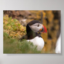 Puffin bird in Iceland