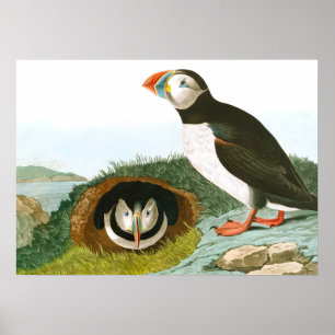 Affiche Puffin de John James Audubon