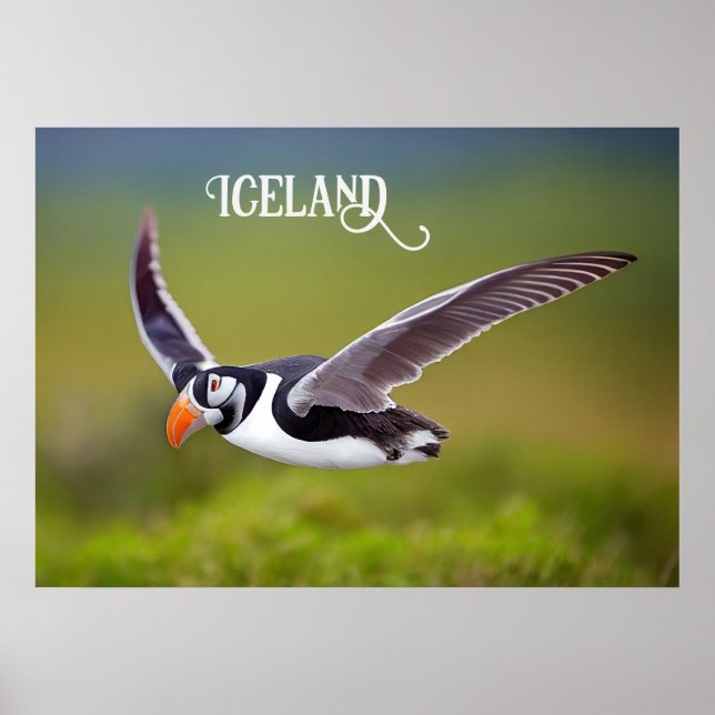 Affiche Puffin d'Islande (Devant)