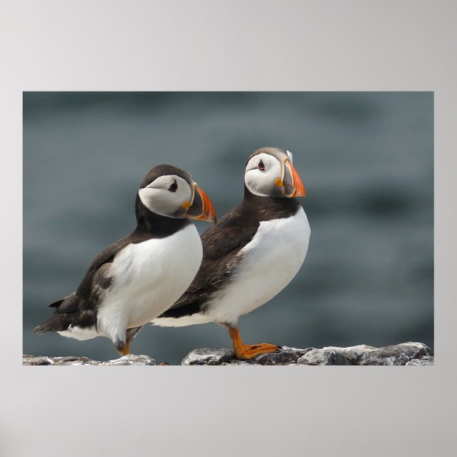 Affiche Puffin Duo (Devant)