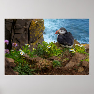 Affiche Puffins de l'Atlantique dans les falaises de Latra
