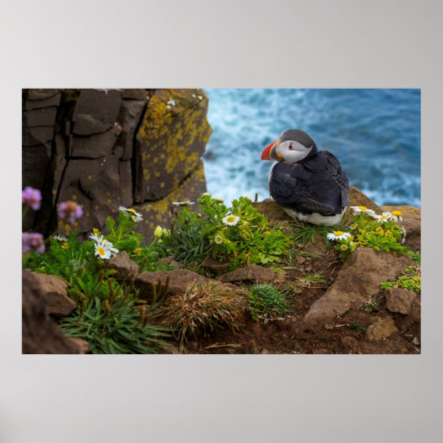 Affiche Puffins de l'Atlantique dans les falaises de Latra (Devant)