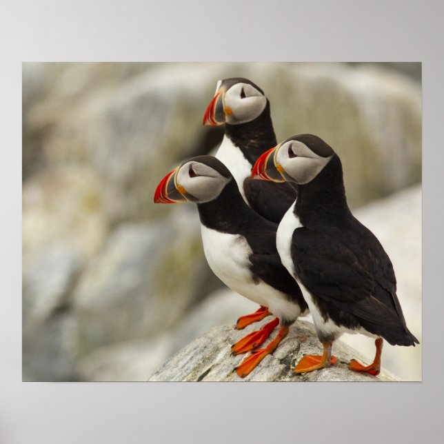 Affiche Puffins de l'Atlantique sur l'île aux phoques Mach (Devant)