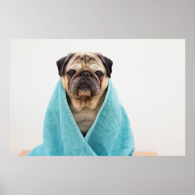 Affiche Pug (Devant)