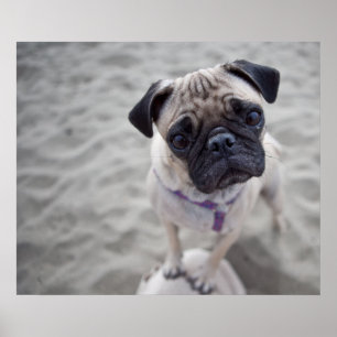 Affiche Pug Closeup