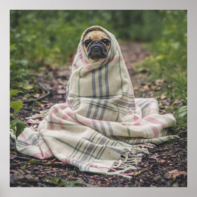 Affiche Pug Dans Une Couverture (Devant)