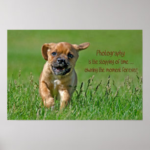 Affiche Puggle en fuite