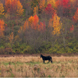 Affiche Puissance du cheval