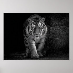 Affiche Puissance et Présence - Faune du Tigre Monochrome