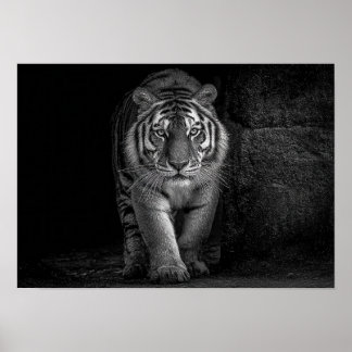 Affiche Puissance et Présence - Faune du Tigre Monochrome