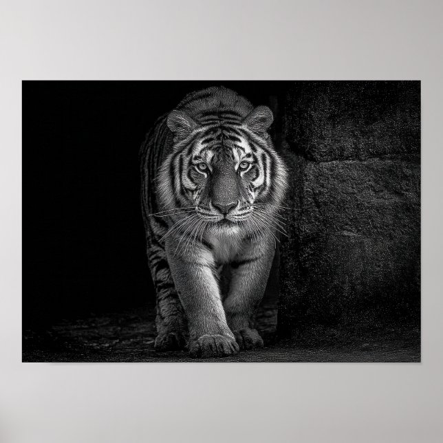 Affiche Puissance et Présence - Faune du Tigre Monochrome (Devant)