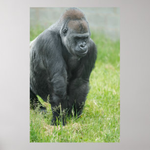 Affiche Puissance et puissance d'Ozala