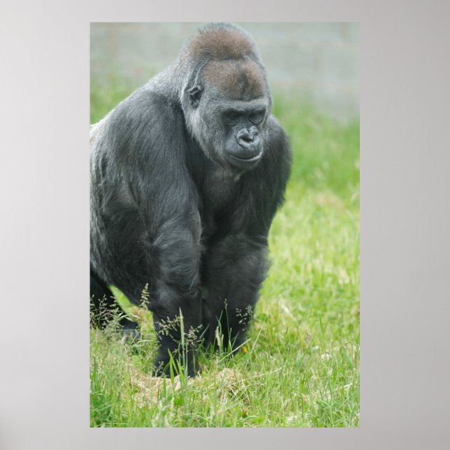 Affiche Puissance et puissance d'Ozala (Devant)