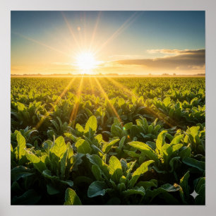 Affiche Puissance vitale du soleil