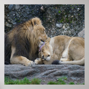 Affiche Puissant amour Lion