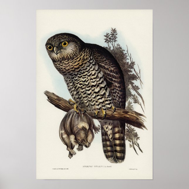 Affiche Puissant hibou par Elizabeth Gould (Devant)